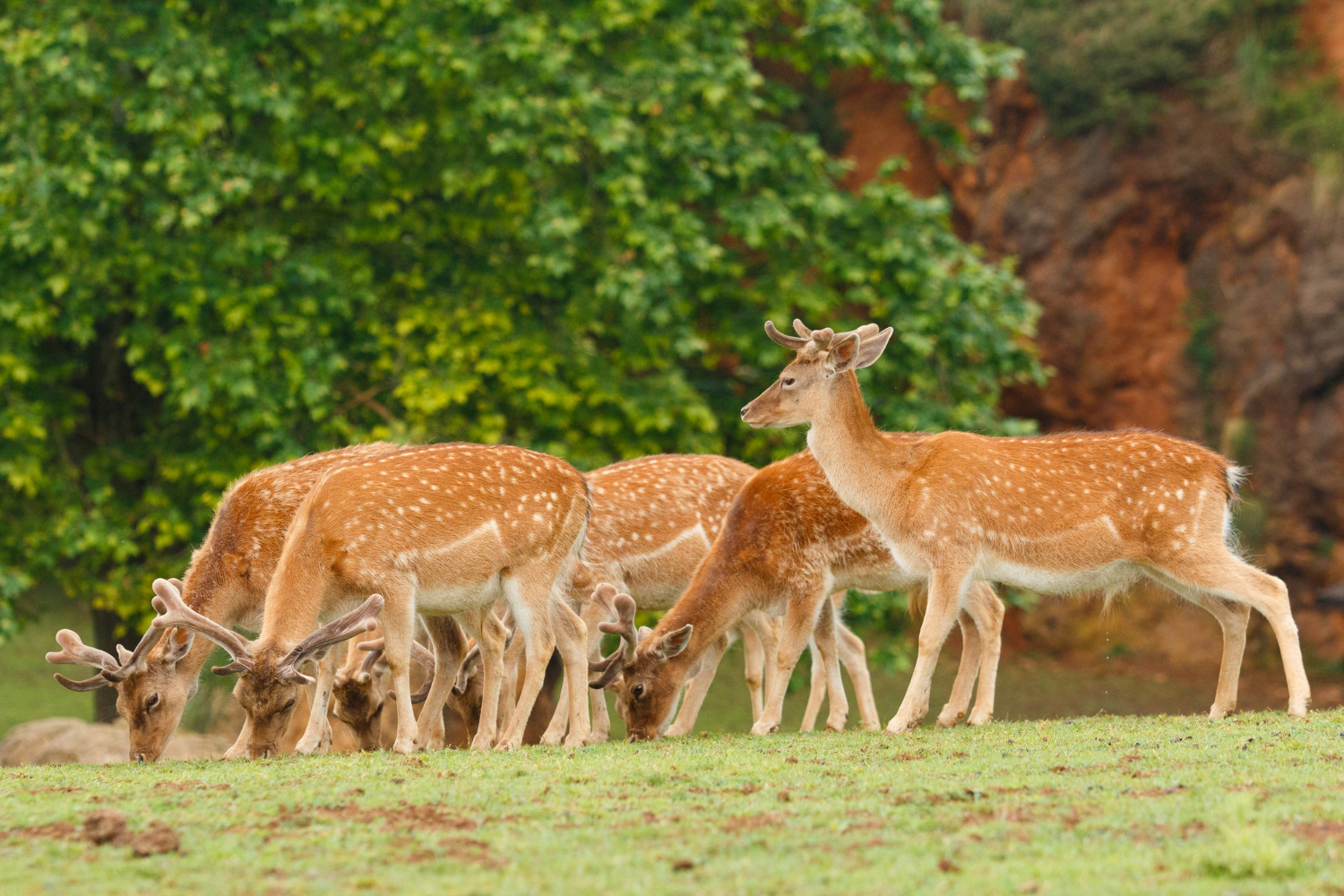 National Parks of India