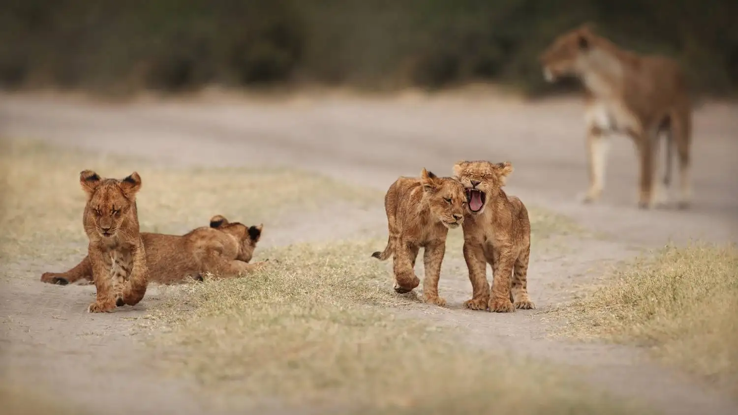 Kruger National Park: A Wildlife Paradise in South Africa