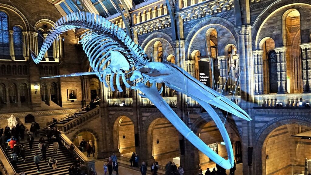 Natural History Museum London| blue zone