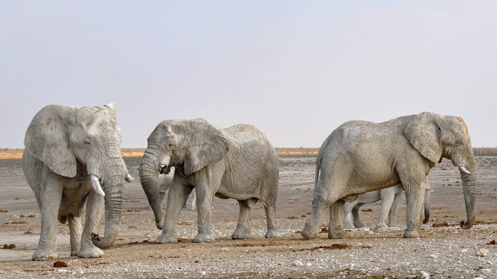 african animals
