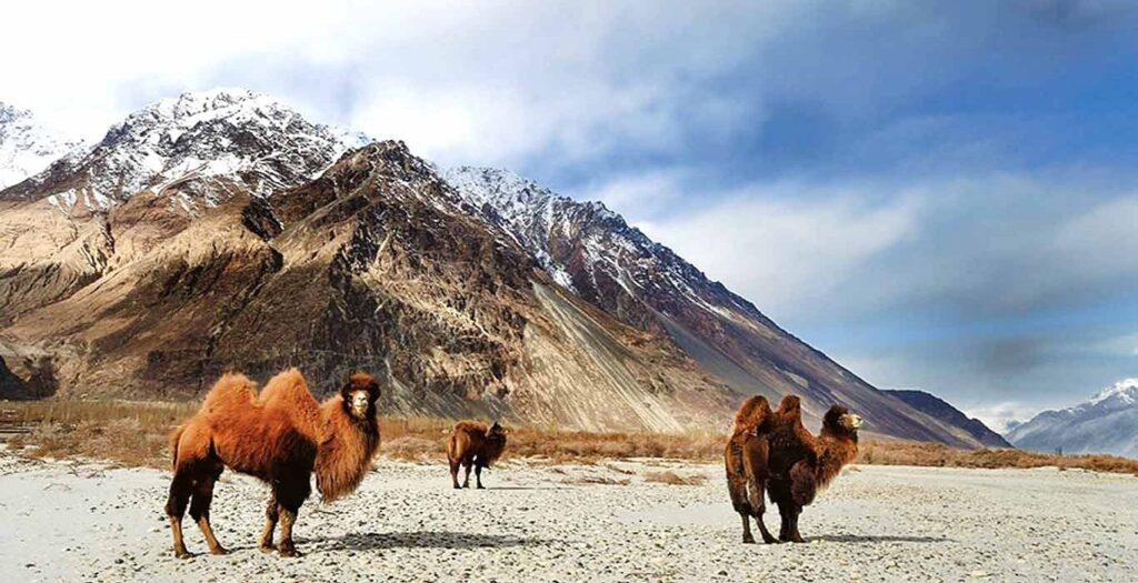 Hemis National Park | kashmir