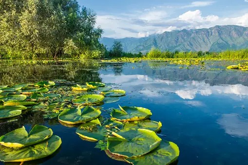 Srinagar| Kashmir