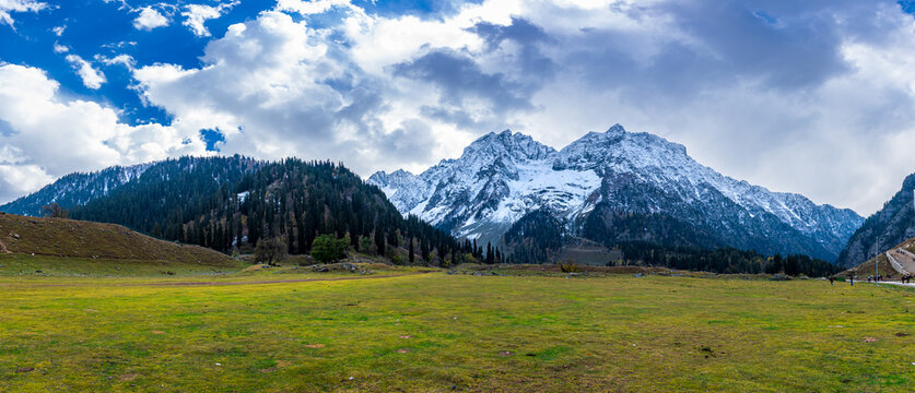 TMeadow of Gold | The Meadow of Gold