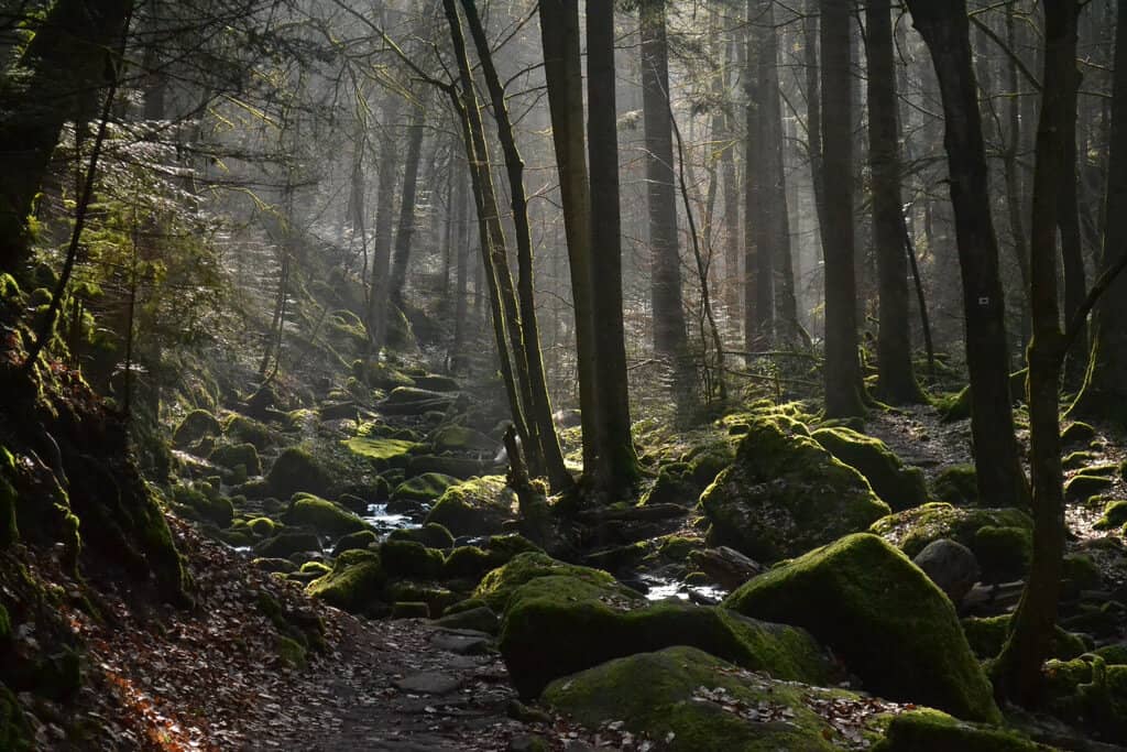 Black Forest Germany