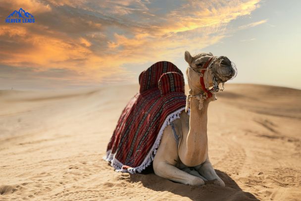 Camel,Explorer, Dubai Safari Park