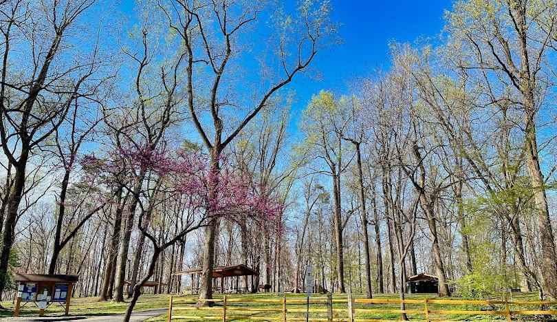 Cabin John Regional Park: A Complete Guide to Outdoor Fun