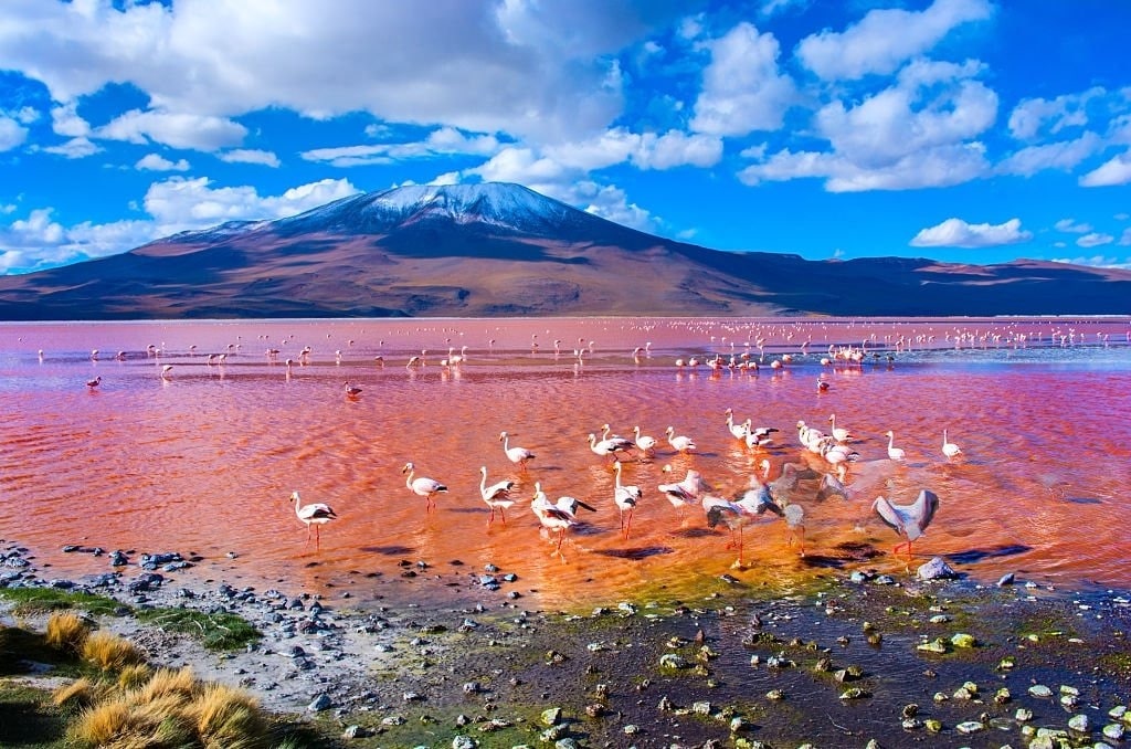 Uyuni Salt Flat, Lagunas Coloradas