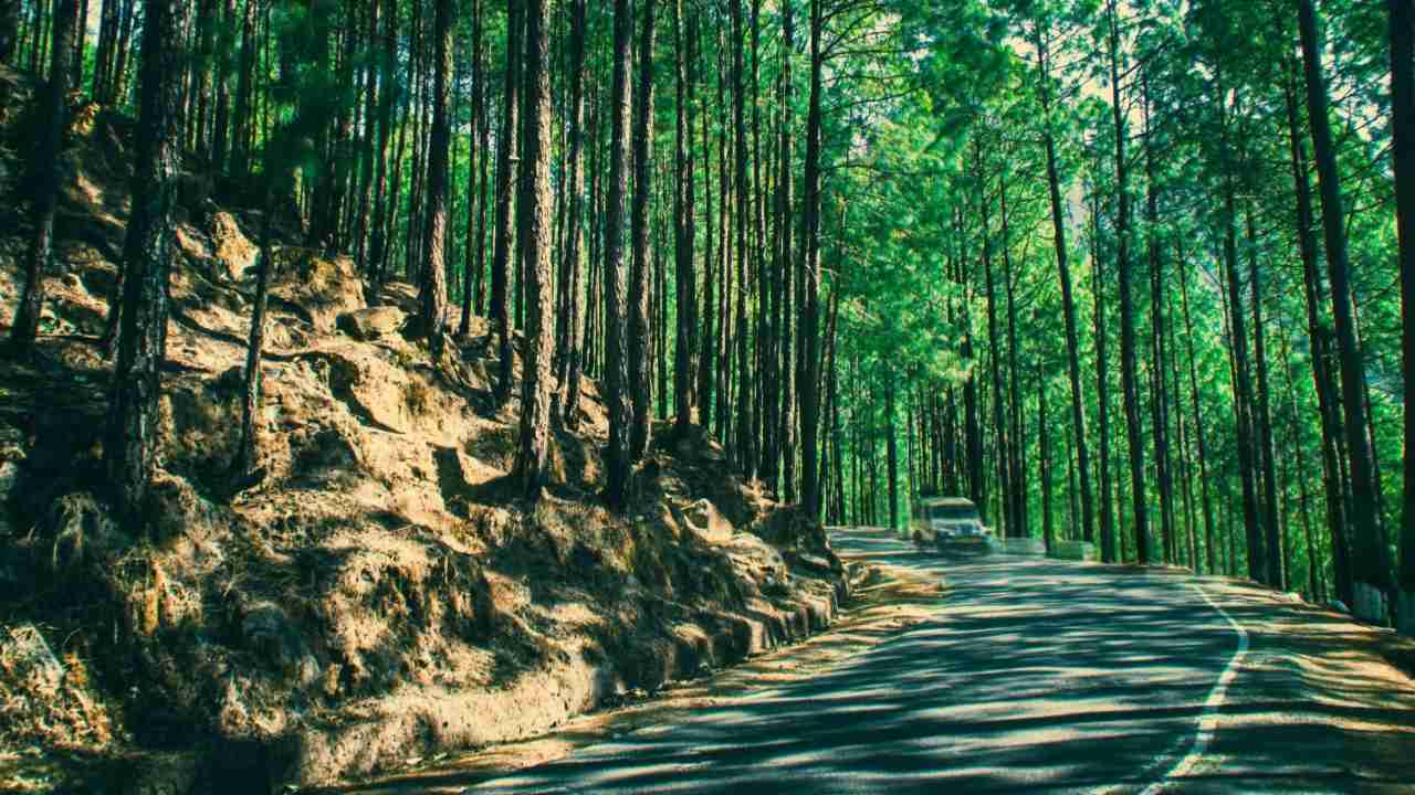 A serene forest road lined with tall, slender pine trees casting shadows. Sunlight filters through, creating a peaceful and natural atmosphere in Lansdowne India