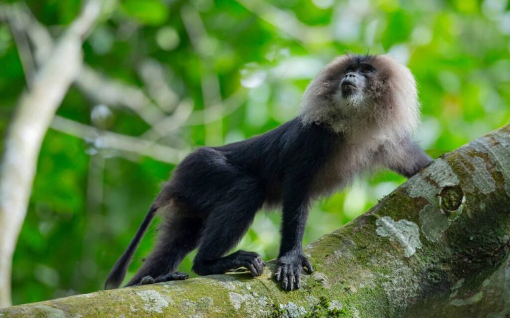 A long tailed macaque climbing on tree looking upward in Silent valley National Park