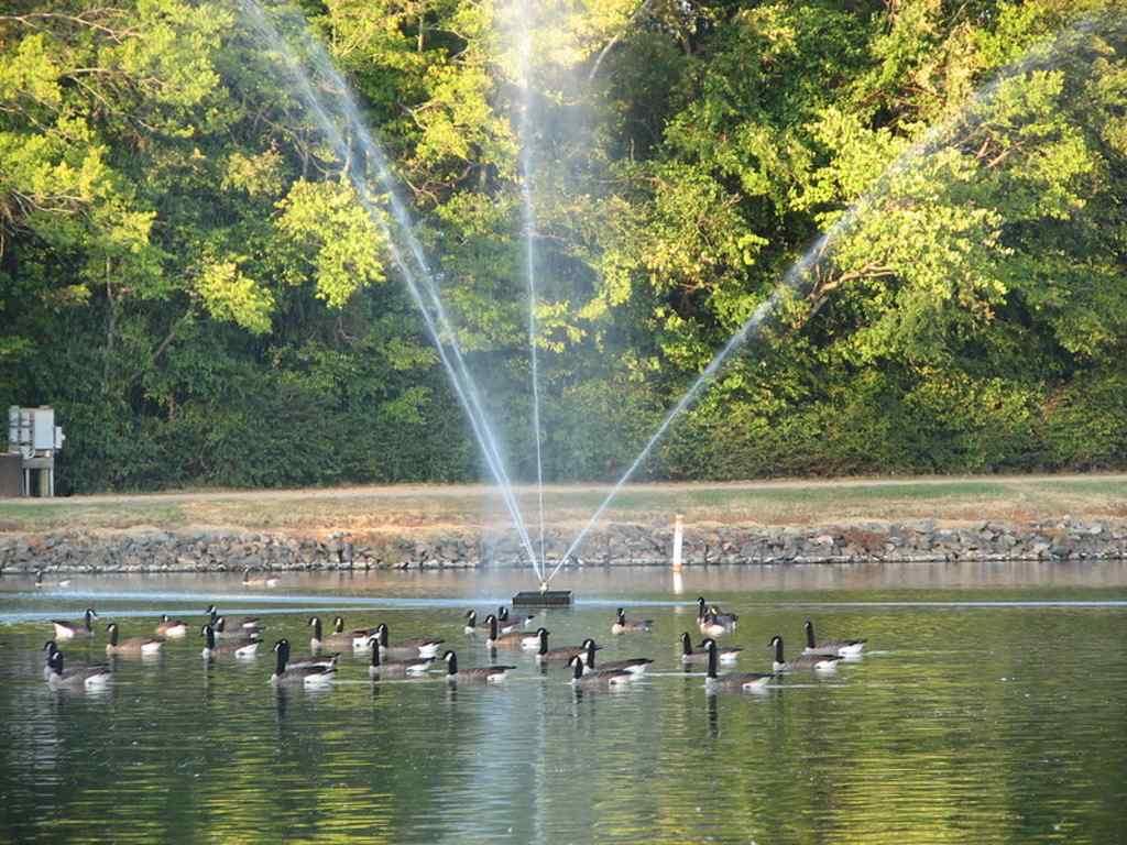 Canadian Geese leisurely swimming in a quite lake. Reflection on water is also there. Picture show fountains that are sprinkling water in air and sparkles in sun light.