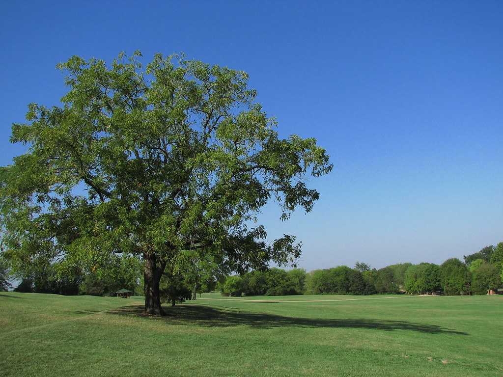 Large Tree Casting Shadow on an Open Grass Field during the Day Frank Liske Park